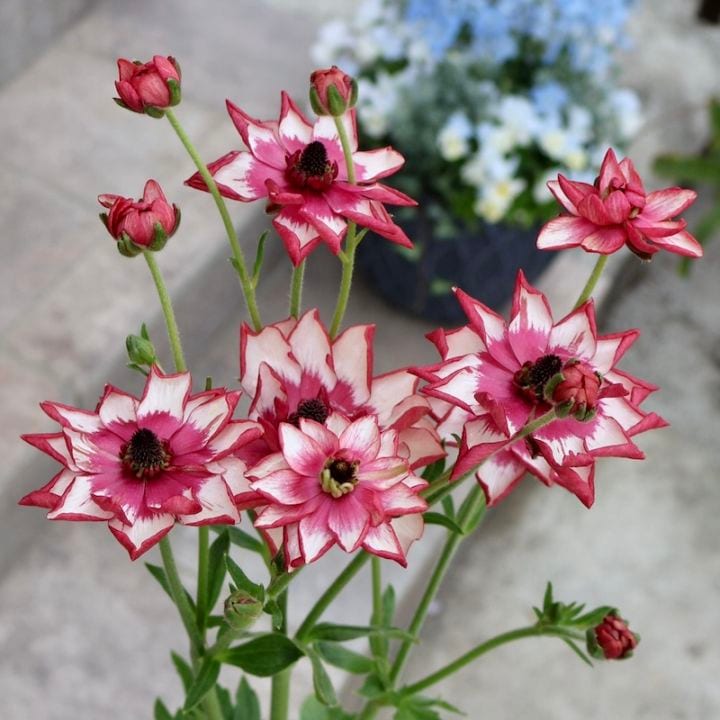 画像の現品【お試し価格】NEW☆ラナンキュラス・ランドセル