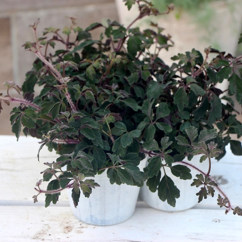 株分け可能♪ミカニア・デンタータ