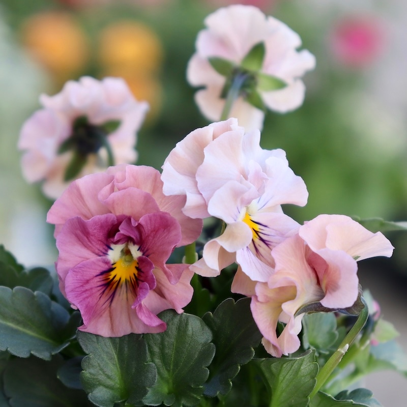 画像の現品1点限り!!桐生ふぁ~む×花日和さんのビオラ「アイクルール