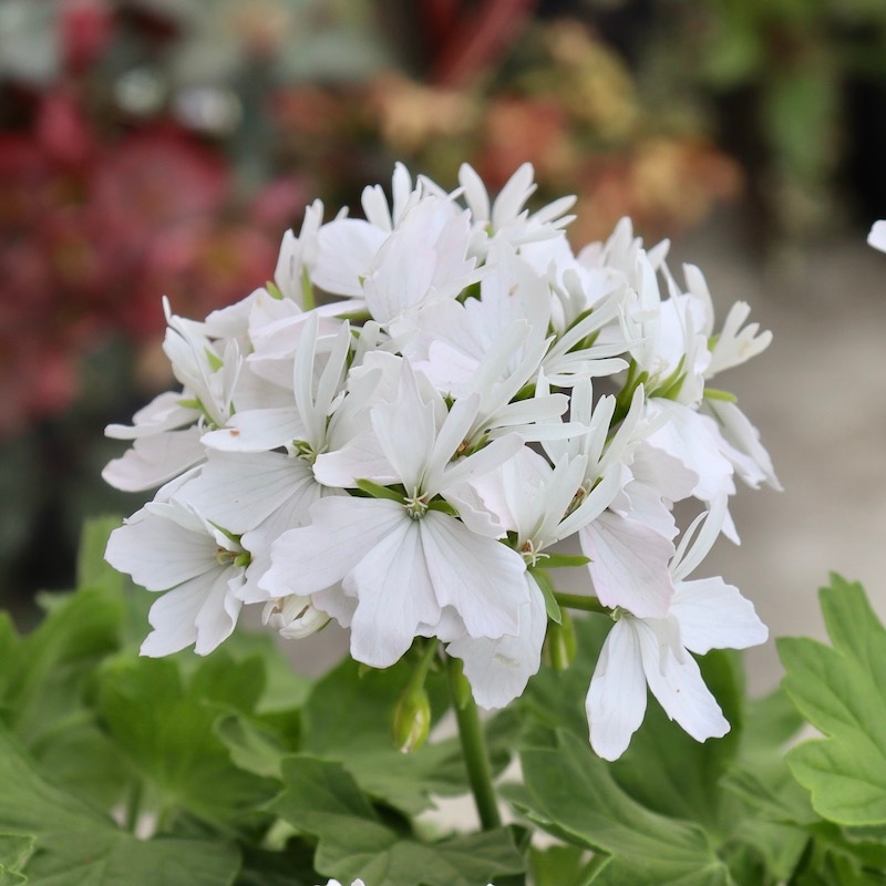 プレミアムな新品種☆ゼラニウム・スターリー「ピュアホワイト」【4.5