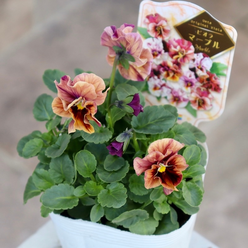 画像で色を選べる!!高知・植田さんのフリル咲きビオラ「マーブル」30番