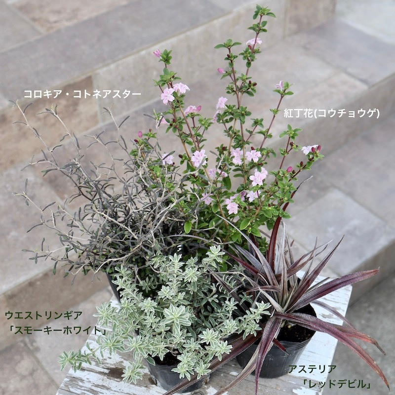 株分け可能♪ウエストリンギア「スモーキーホワイト」(オーストラリア