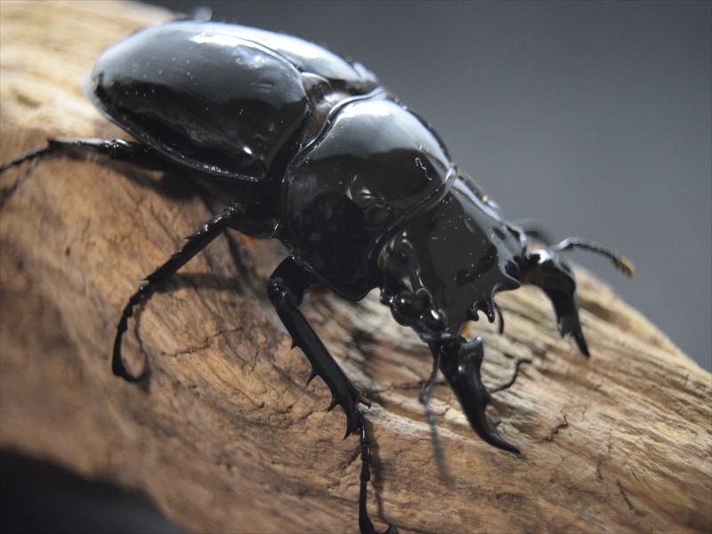 ♂単品】タランドゥス（タランドス）オオツヤクワガタ57mm | すべて