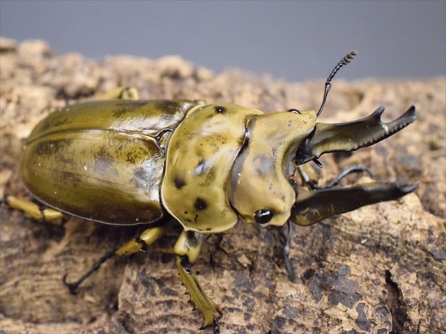 新成虫】モセリオウゴンオニクワガタ69mmペア | 外国産クワガタ 成虫