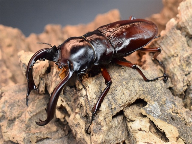 超LLサイズ】フォルスターフタマタクワガタ（ニシ）80mmペア