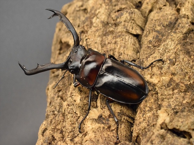 大型新成虫】ディディエールシカクワガタ78mmペア | すべての商品 | 極