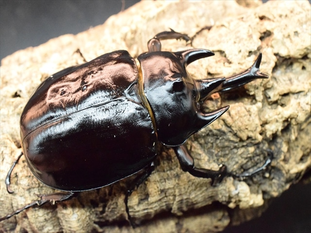 大型ペア】アクティオンゾウカブト（アクタエオンゾウカブト）【新成虫