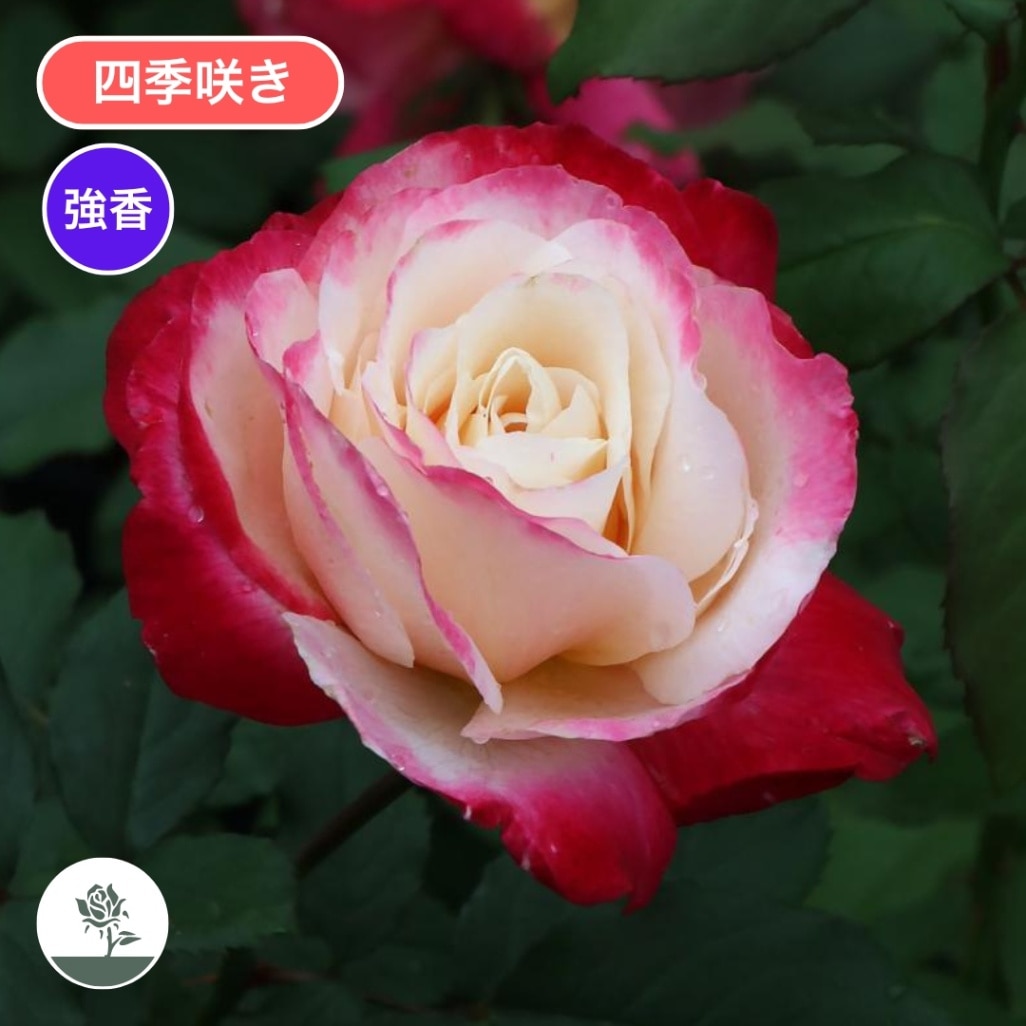 バラ苗 予約新苗 2026 ダブル デライト Double Delight 国産ノイバラ台