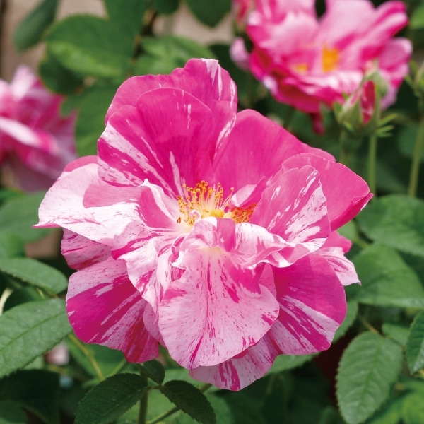 バラ苗 図鑑 ロサ ガリカ ヴェルシコロール Rosa gallica`Versicolor