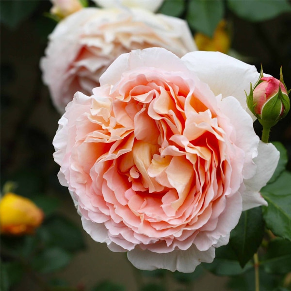 バラ苗 図鑑 アンブリッジ ローズ Ambridge Rose 国産ノイバラ台木使用