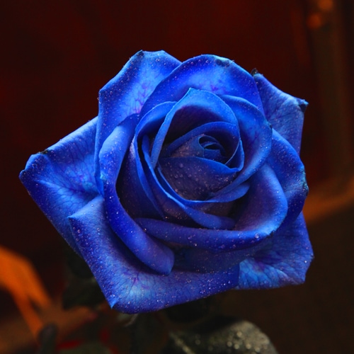 青いバラ108本の花束 | 色から探す,青,青いバラ,生花,花束 | ROSESHOP