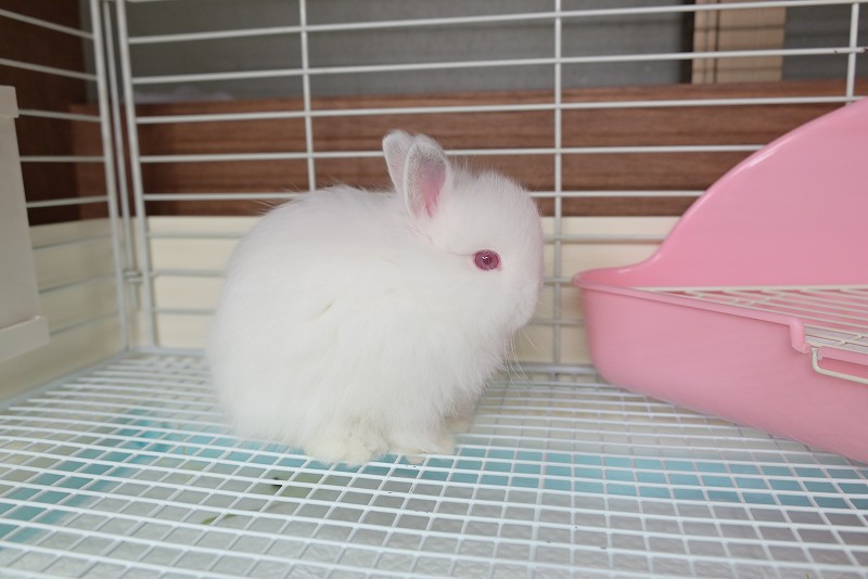 ☆ウサギページ☆ 兎 うさぎページ うさ@ページ まっきーページ The ZX