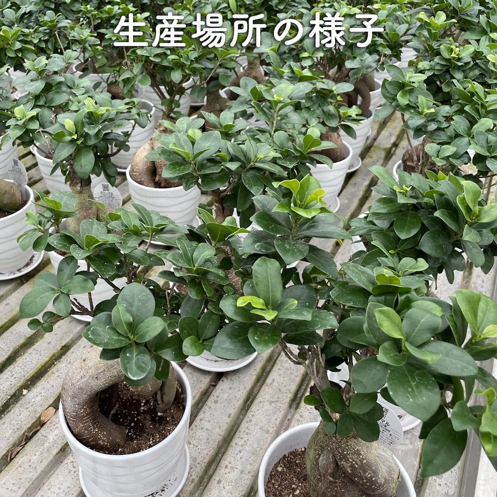 ガジュマルの木 観葉植物 4号鉢苗 小さいサイズ 鉢植え おしゃれな室内