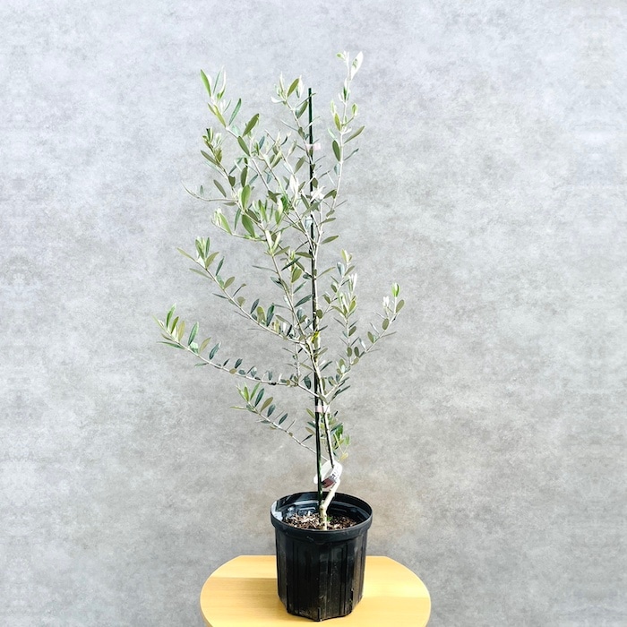 オリーブの木 ミッション 6号鉢苗 鉢底から90cm程度 直立型 シンボル