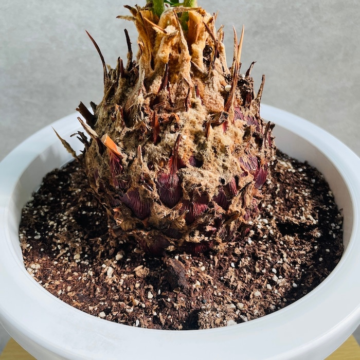 観葉植物 ソテツ 蘇鉄 8号鉢苗 大型種類 大きい 鉢植え 和風 和室 南国