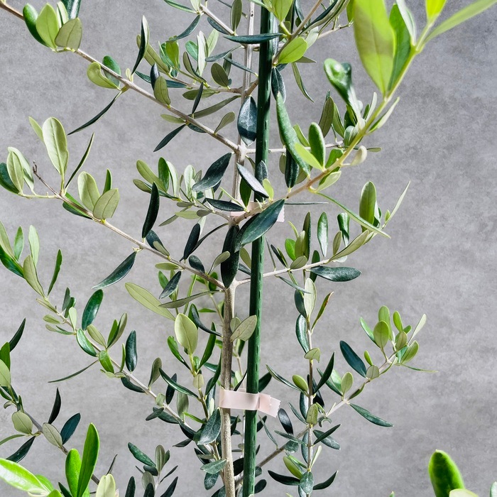 オリーブの木 ルッカ 6号鉢苗 鉢底から110cm程度 開帳型 観葉植物 屋外