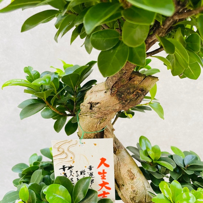 ガジュマル 曲がり 8号鉢 登り樹 観葉植物 多幸の木 幸福をもたらす