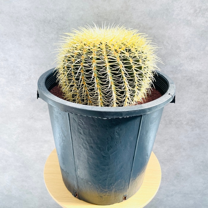 サボテンの王様 金鯱 12号鉢 大型 特大 観葉植物 多肉植物 金シャチ