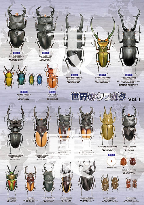 むし社特製下敷 世界のクワガタムシ Vol.1 | 昆虫グッズ,下敷き | むし