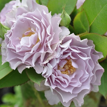 清流（大苗）7号鉢植え バラ苗 《農林水産省 登録品種》 河本バラ園