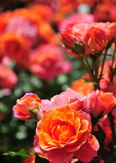 ディズニーランドローズ（大苗）7号鉢植え バラ苗 《農林水産省 登録