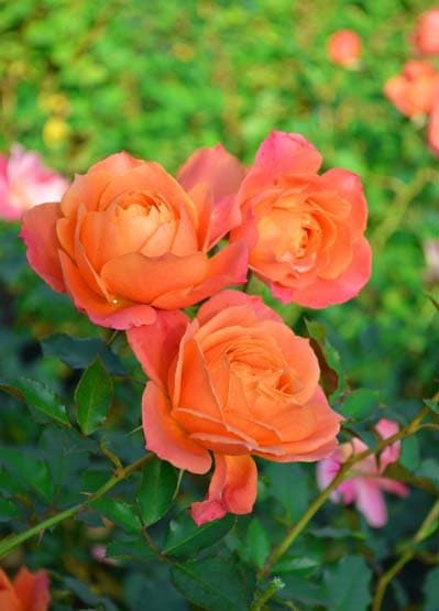 ディズニーランドローズ（大苗）7号鉢植え バラ苗 《農林水産省 登録