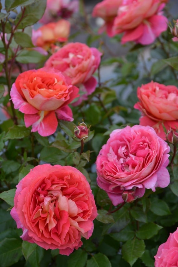 アルゴノーツ（大苗）7号鉢植え バラ苗 《農林水産省 登録品種