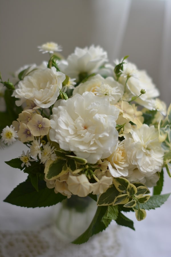 ニッセ（新苗予約）7号鉢植え kawamoto Rose Garden（河本バラ園