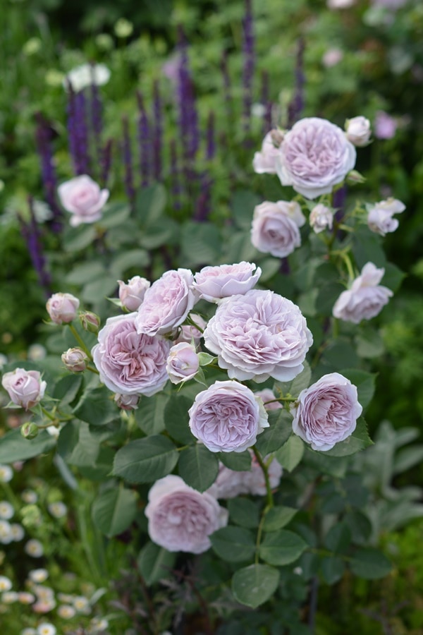 ランブリングレクター（大苗）7号鉢植え バラ苗 つるバラ オールド