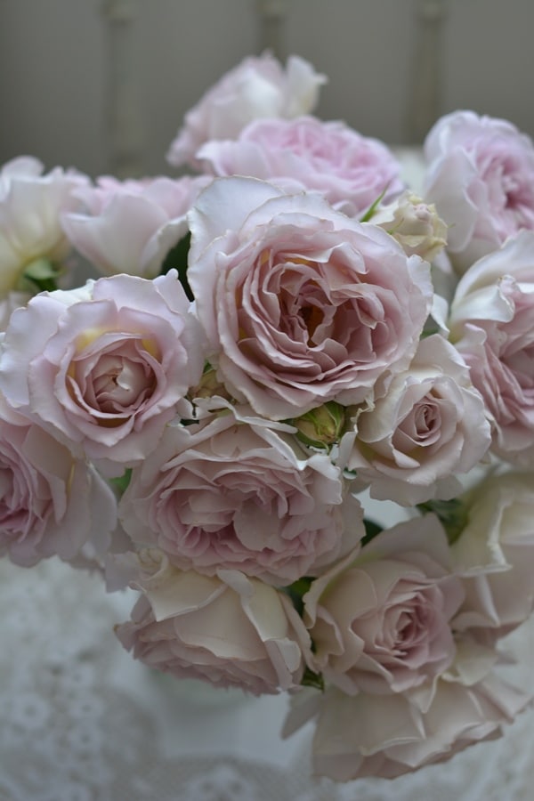 バラ苗 Roses,ブランド（ナーセリー）から選ぶ,日・ジャパニーズ