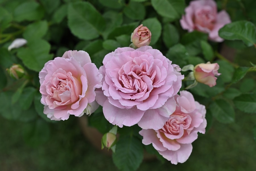 アンドレ・トゥルカ（大苗）7号鉢植え バラ苗 《契約品種》 四季咲き