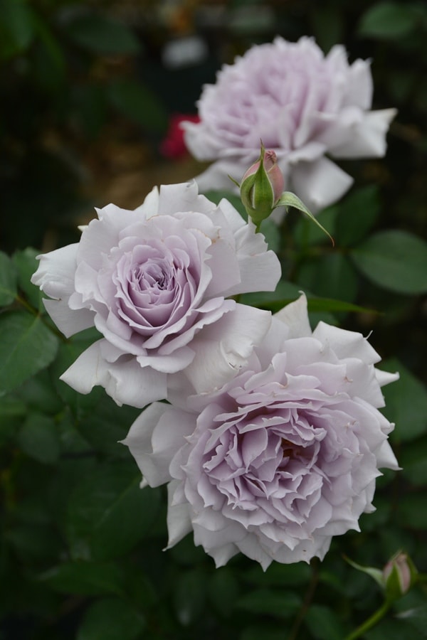 令の風（れいのかぜ）（大苗）7号鉢植え バラ苗 《農林水産省 登録品種