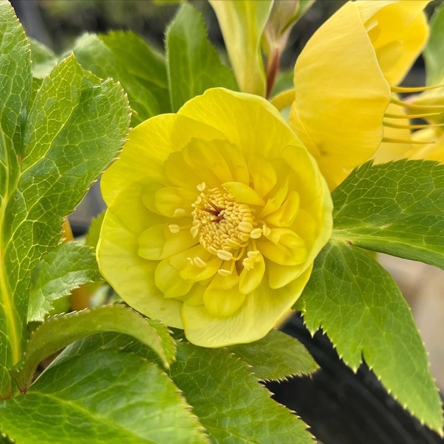 クリスマスローズ | バラとハーブの専門ショップ 大神（おおが）ファーム