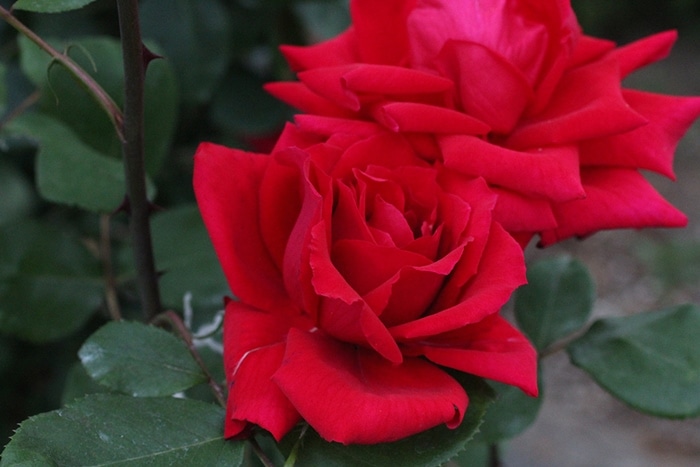 バラ苗 Roses,樹形や花色・花の大きさから選ぶ | バラとハーブの専門