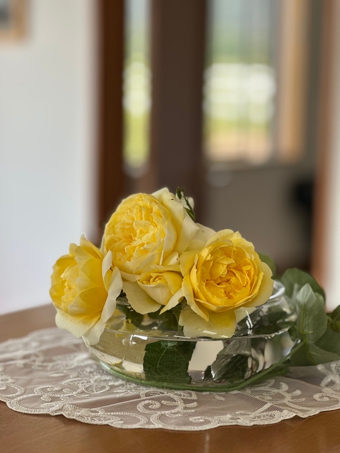 バラ苗 Roses,樹形や花色・花の大きさから選ぶ,木立性（ブッシュ樹形