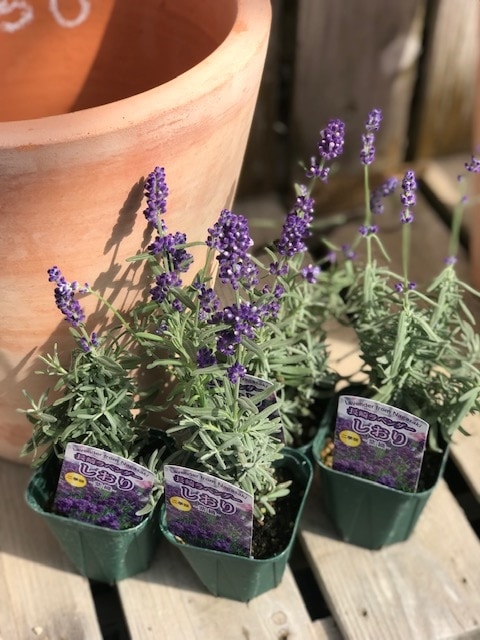 ラベンダー・しおり～紫織～（イングリッシュ系） 長崎ラベンダー 耐暑
