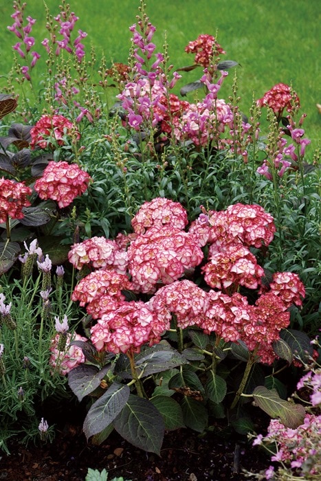 ガーデンハイドランジア（アジサイ） YOUME&Princessシリーズ