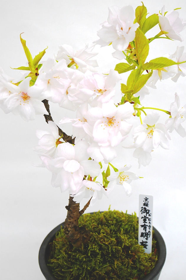 【雛蔵】京都有職・盛花一対 残りわずか】<2026年 数量限定> 京都小鉢（ミニ盆栽）京桜シリーズ
