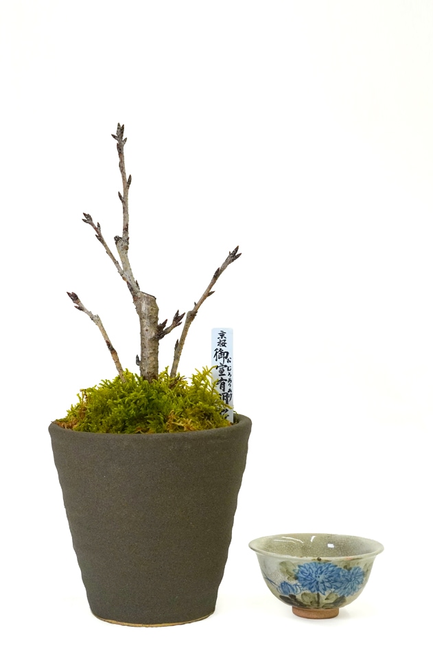 【雛蔵】京都有職・盛花一対 残りわずか】<2026年 数量限定> 京都小鉢（ミニ盆栽）京桜シリーズ
