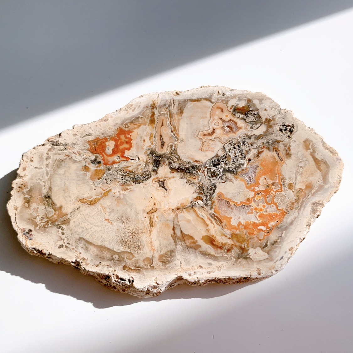 ペトリファイドウッドプレート | プレート | Crystals by Purely