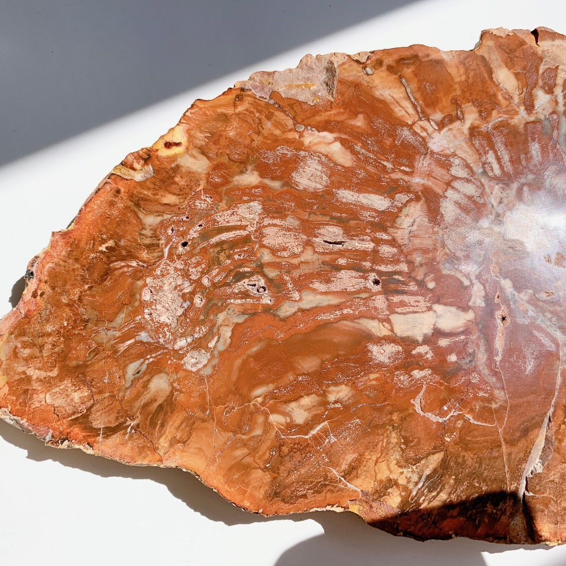 ペトリファイドウッド プレート | プレート | Crystals by Purely