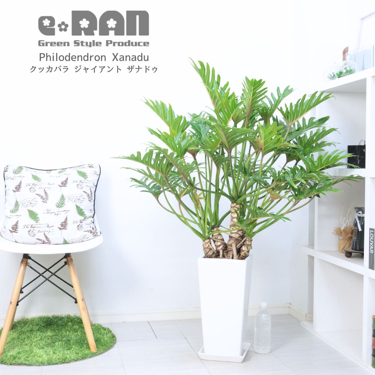 入手困難な幹上がり クッカバラ ジャイアント ザナドゥ 高さ約116cm