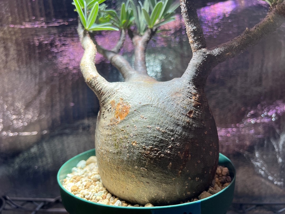 手作植木鉢 XLサイズ 検（ 塊根植物 パキプス ) 手作植木鉢 XLサイズ