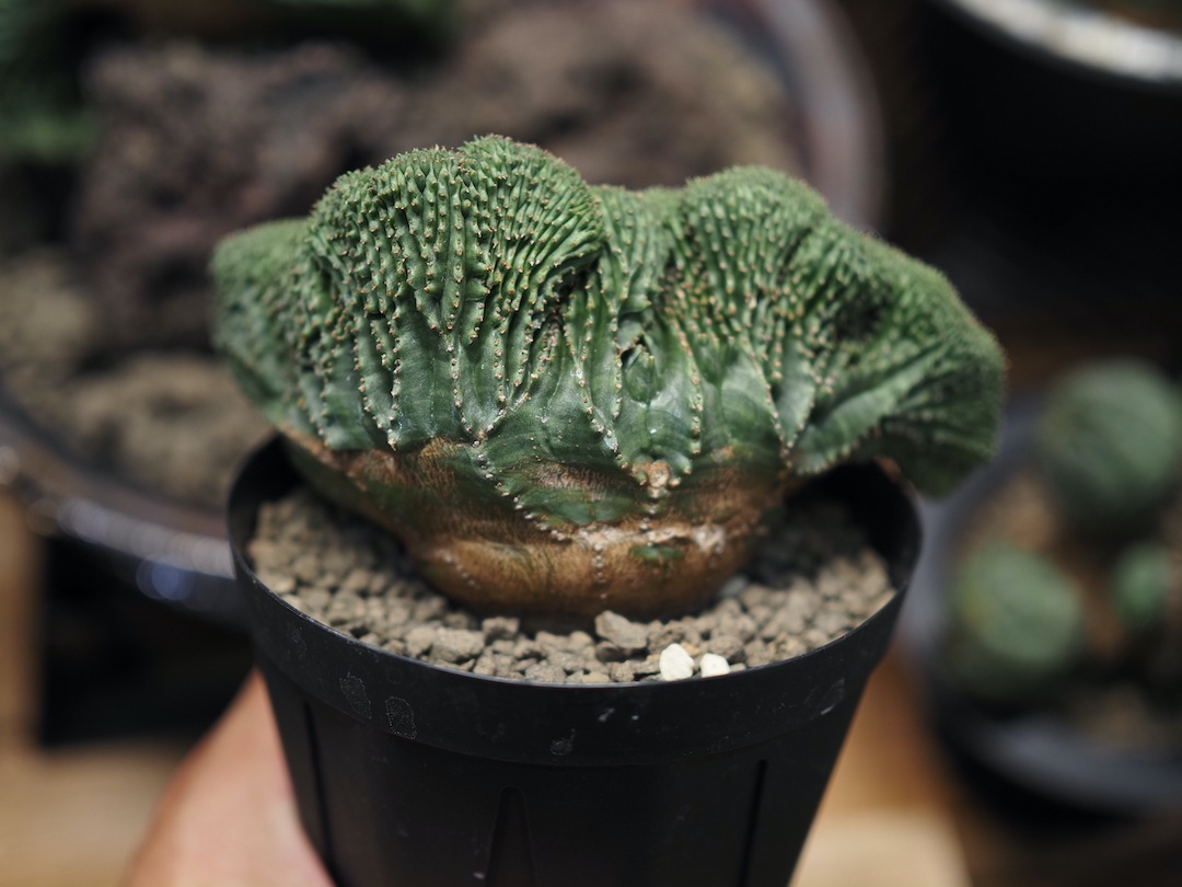 D*8様 ユーフォルビア オベサ 実生選抜 増稜タイプ ギザギザ個性派 美形株