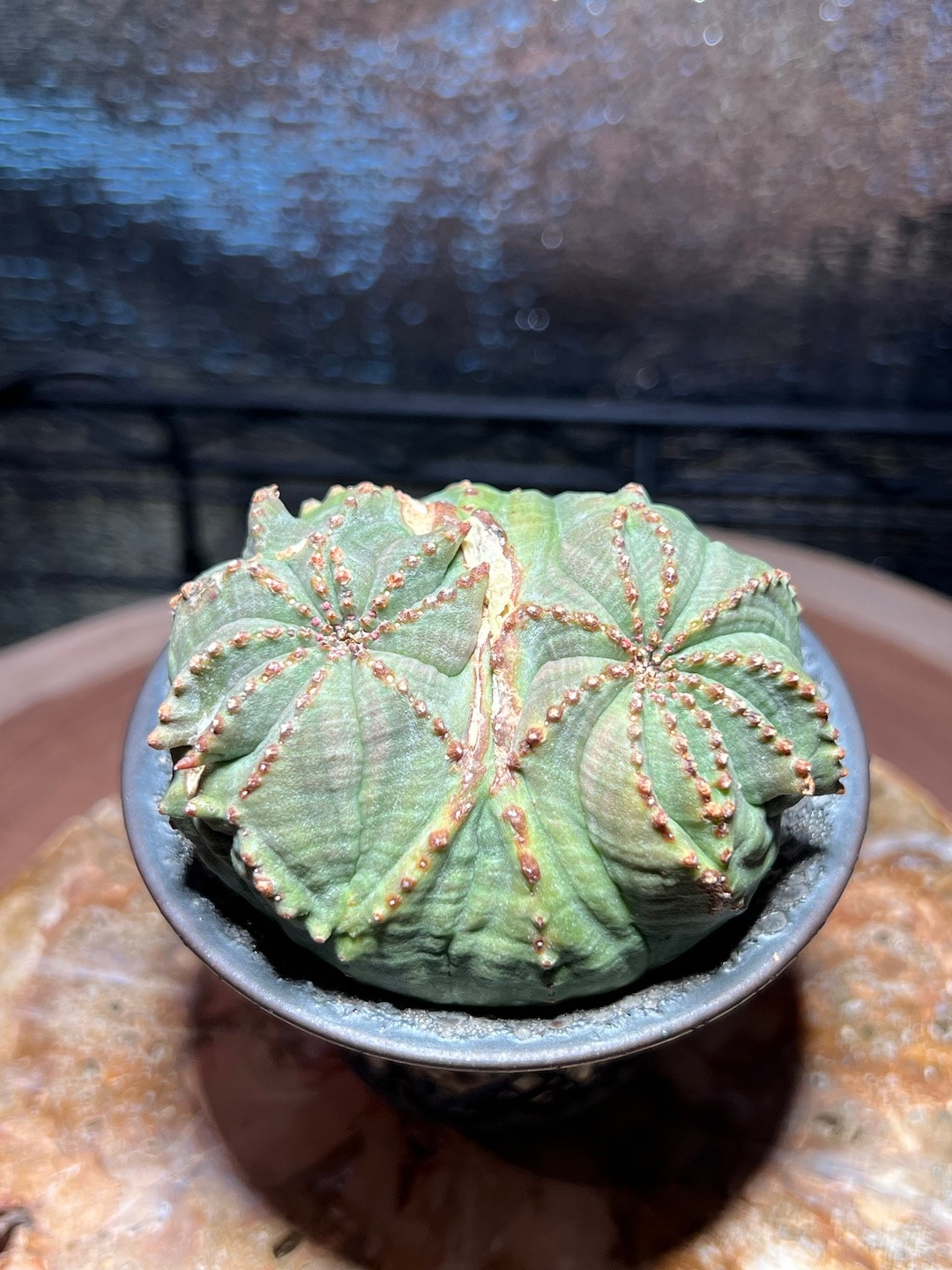 モンスト成長点双頭】輸入株 ユーフォルビア・オベサ | Euphorbia