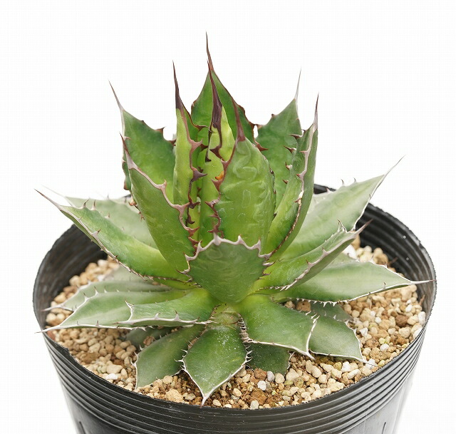 特選】アガベ・ホリダ 陽炎 5号ポット | | アガベ実生選抜株 | 四国