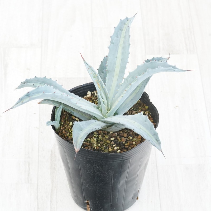 アガベ・エクスパンサ中斑 5号規格 ※抜き苗 | | アガベ