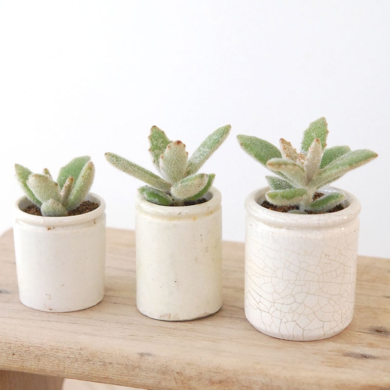 Kalanchoe ラッキーガール x antique pot | 多肉植物の専門店 solxsol