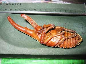 ヘラクレスヘラクレス飼育日記