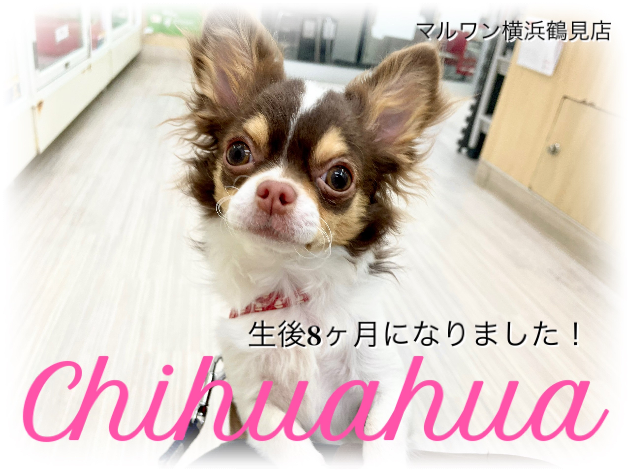 チワワ 】生後8ヶ月に成長！チョコタン＆ホワイトの美少女